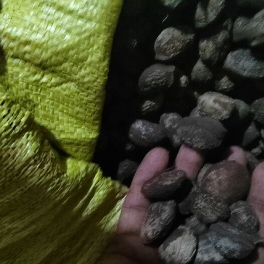 册亨县本人有一批桐籽需要出售，价格好商量！！！！