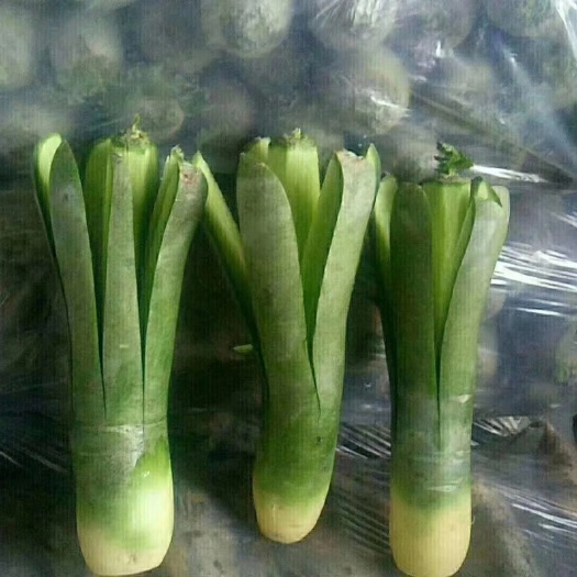 潍坊水果萝卜，潍县萝卜大量出货，几分钱一斤，要的速度来