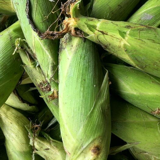 建瓯市新鲜玉米。