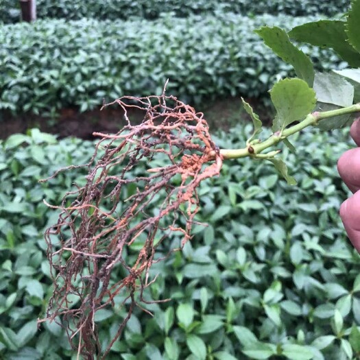 赣州优质草删瑚苗，林下种植技术指导，各种规格，15公分以上，