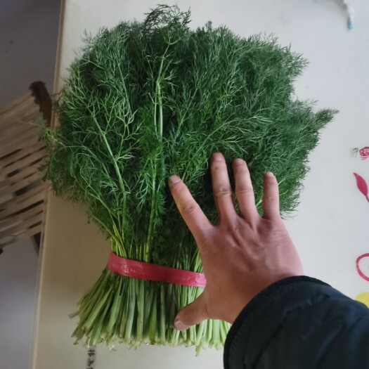 阳信县茴香