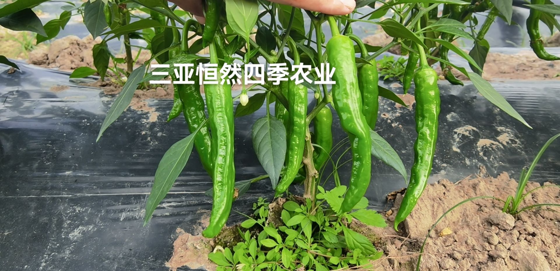 辣椒 富貴小辣椒 港椒 軟皮紅線 55號