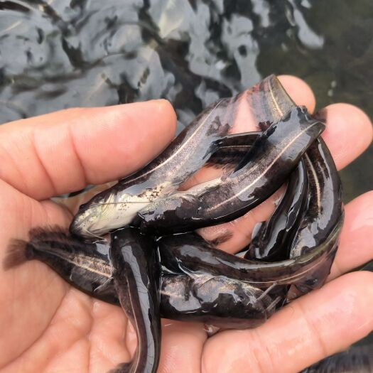 广州大口鲶鱼苗 南方大口鲶