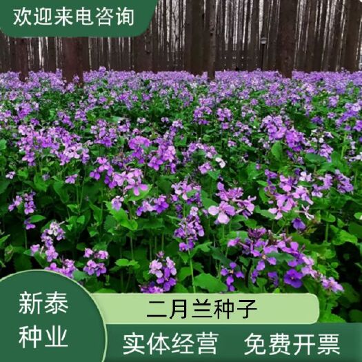 沭阳县二月兰花种子四季种易活多年生宿根诸葛菜种子耐阴耐寒种子