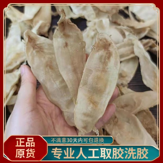 霞浦县黄鱼胶  黄花胶 深海大黄鱼鱼肚  鱼胶 日晒纯手工剥鱼鳔