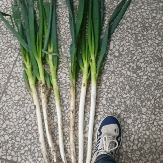 新野县钢葱，明天通货！损耗率少！
