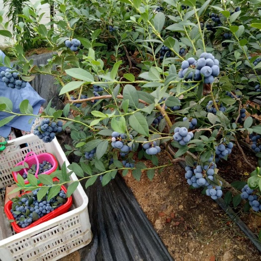 平邑县蓝莓树苗大果蓝莓苗3年苗当年爆果抗寒耐热
