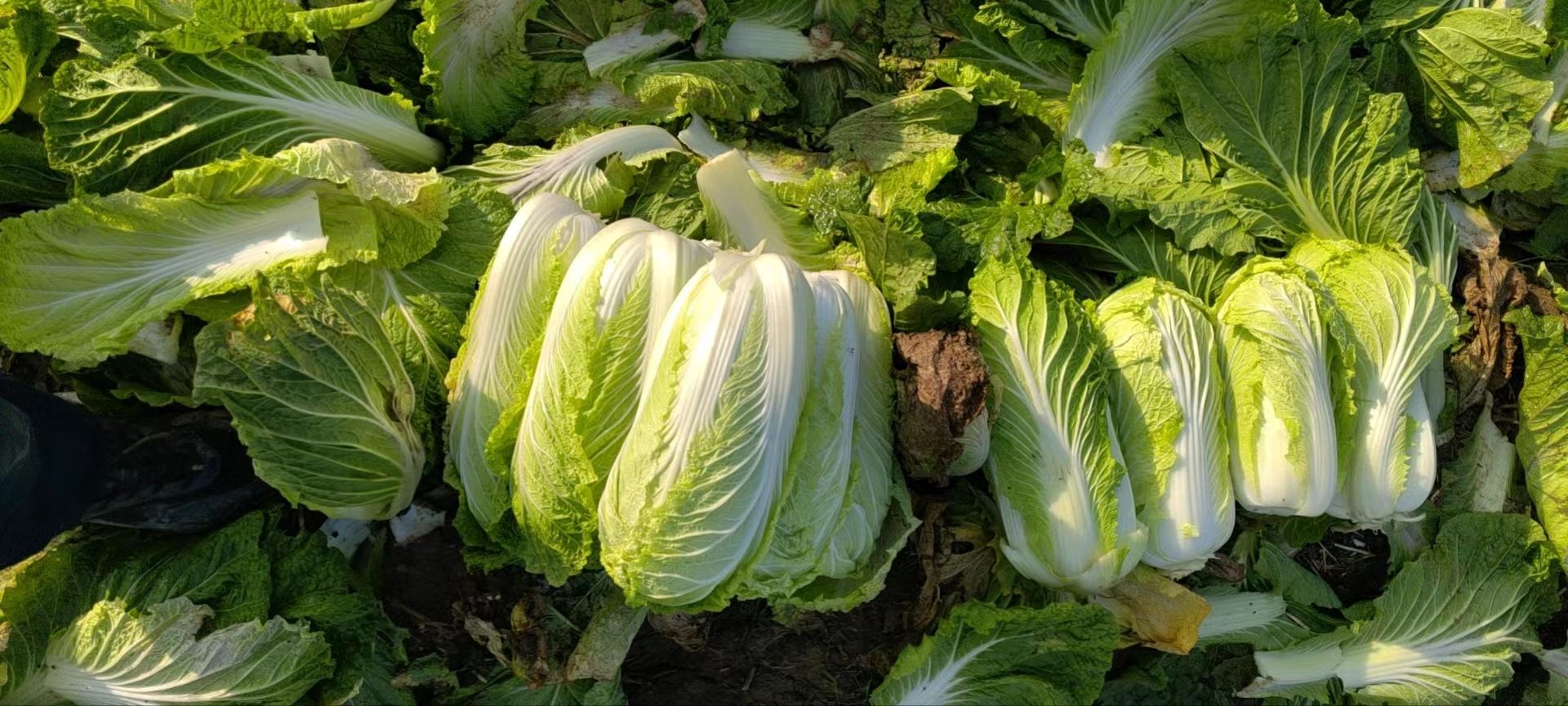 陕西兴平白菜萝卜大量批发