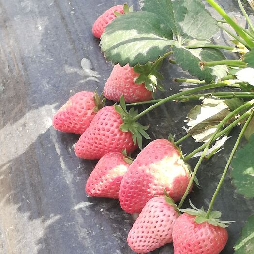 德昌县大凉山露天草莓