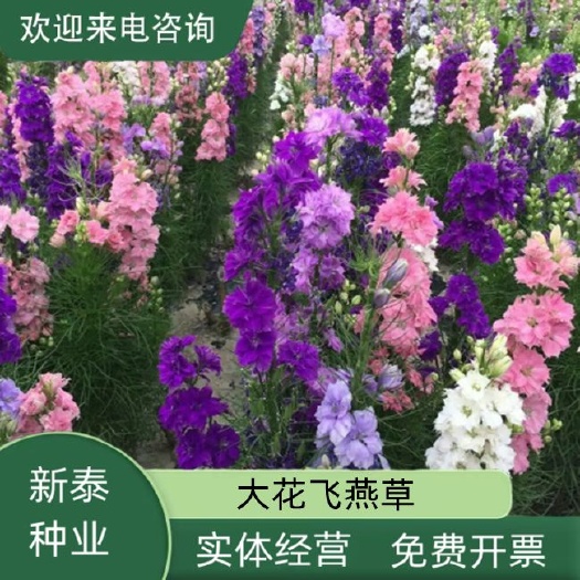大花飞燕草四季易种活室外庭院秋天花种子秋播花卉种子春季种花草