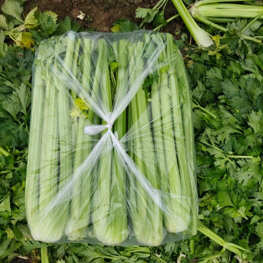 菏泽山东菏泽西芹大量上市中，70公分以上，颜色鲜亮，毛菜，静菜