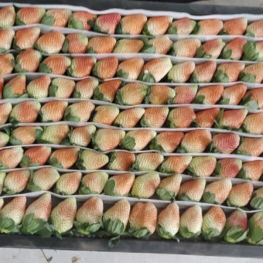 云南露天草莓天天发货