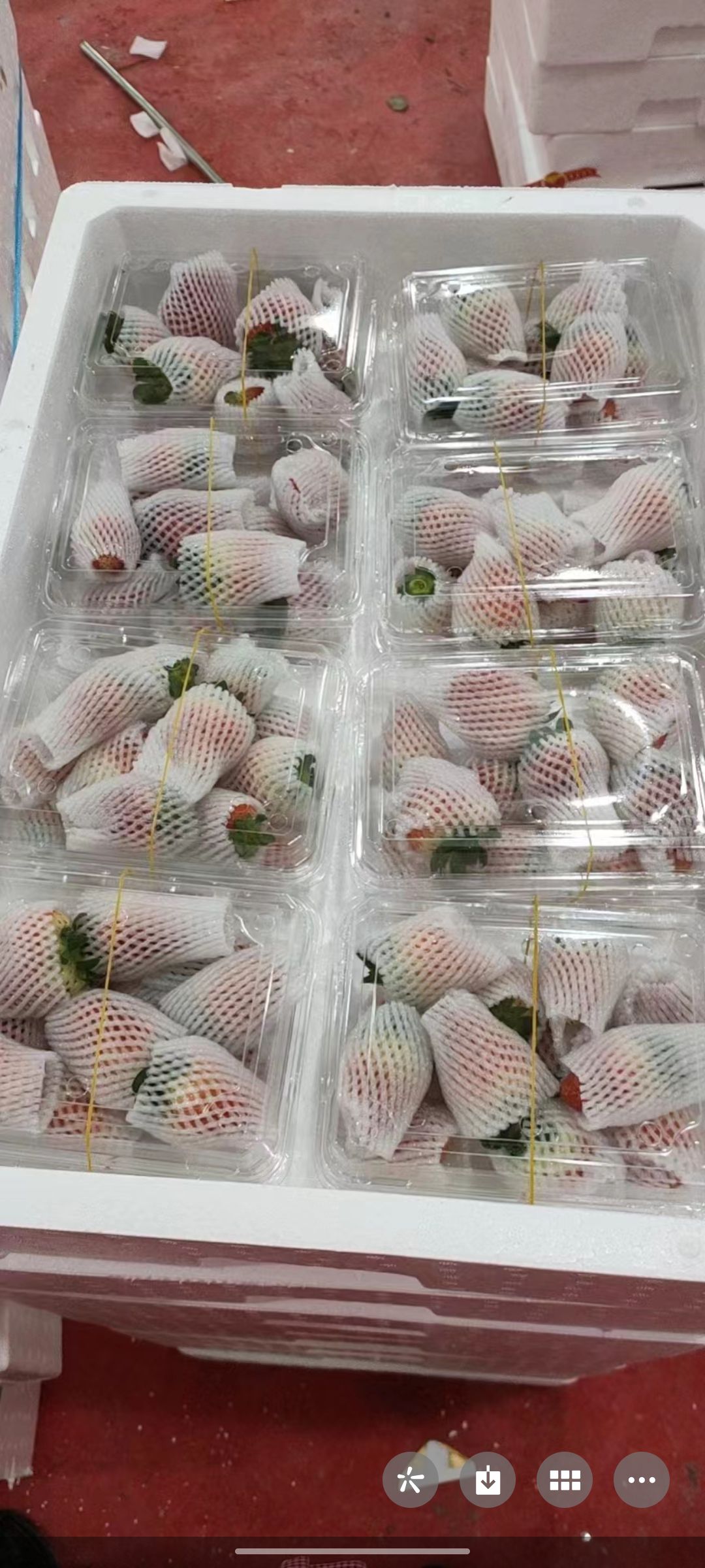 太和县安徽阜阳天仙醉草莓大量上市货源充足。