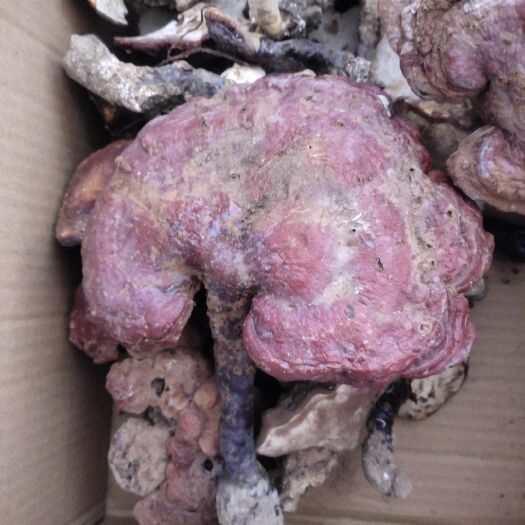 楚雄市云南红灵芝赤灵芝干货