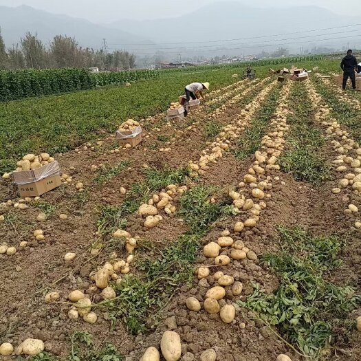 丽江丽薯6号