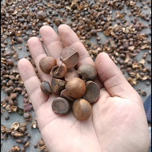 浮梁县2023新茶籽已经烘干，野生中小籽。出油率极好
