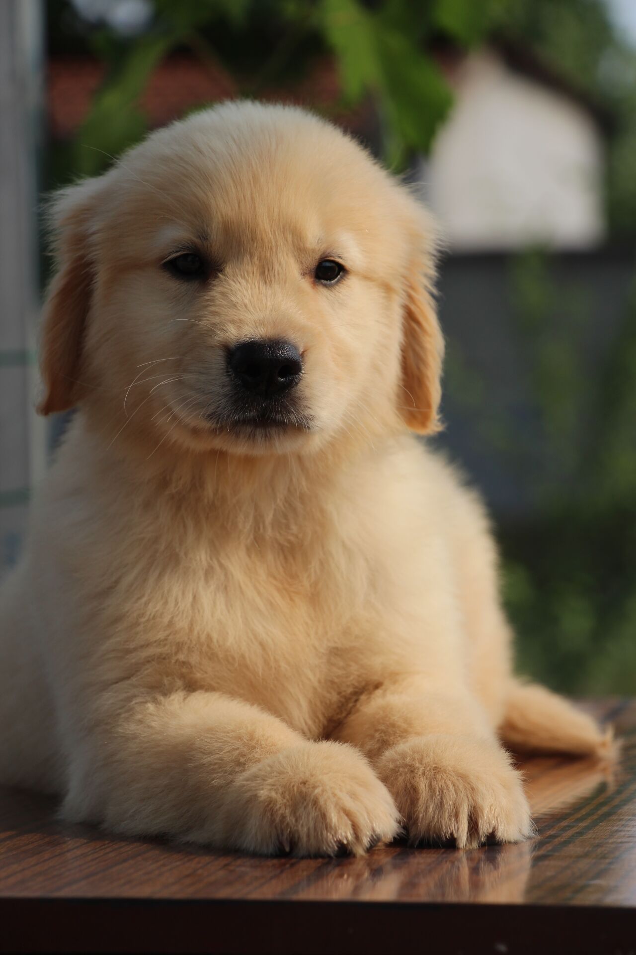 寵物犬養(yǎng)殖