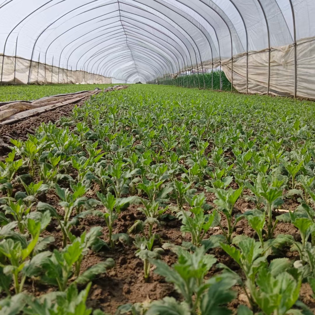 金丝皇菊苗、婺源皇菊苗、各种茶菊苗
