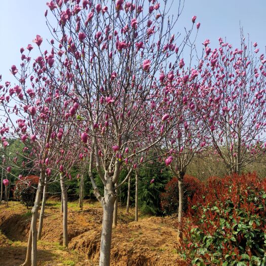 南京3-20公分红玉兰 嫁接紫玉兰 玉兰基地直供 规格齐全