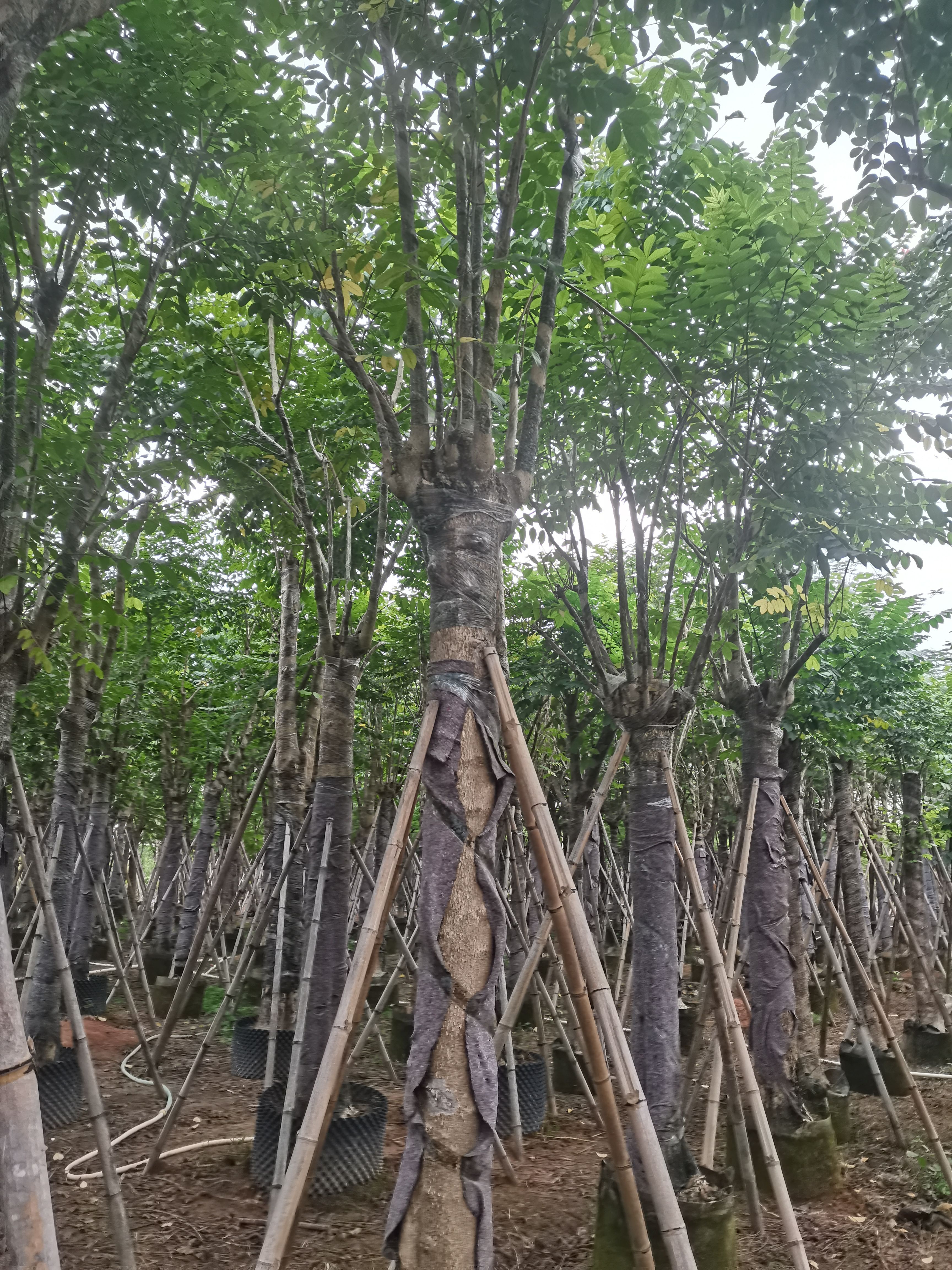 揭阳火焰木各种规格移植苗，地苗
