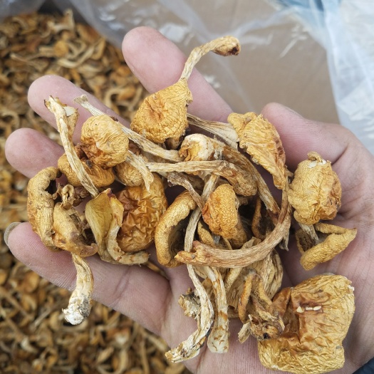 滑子菇二毛，质优价廉，你理想之造