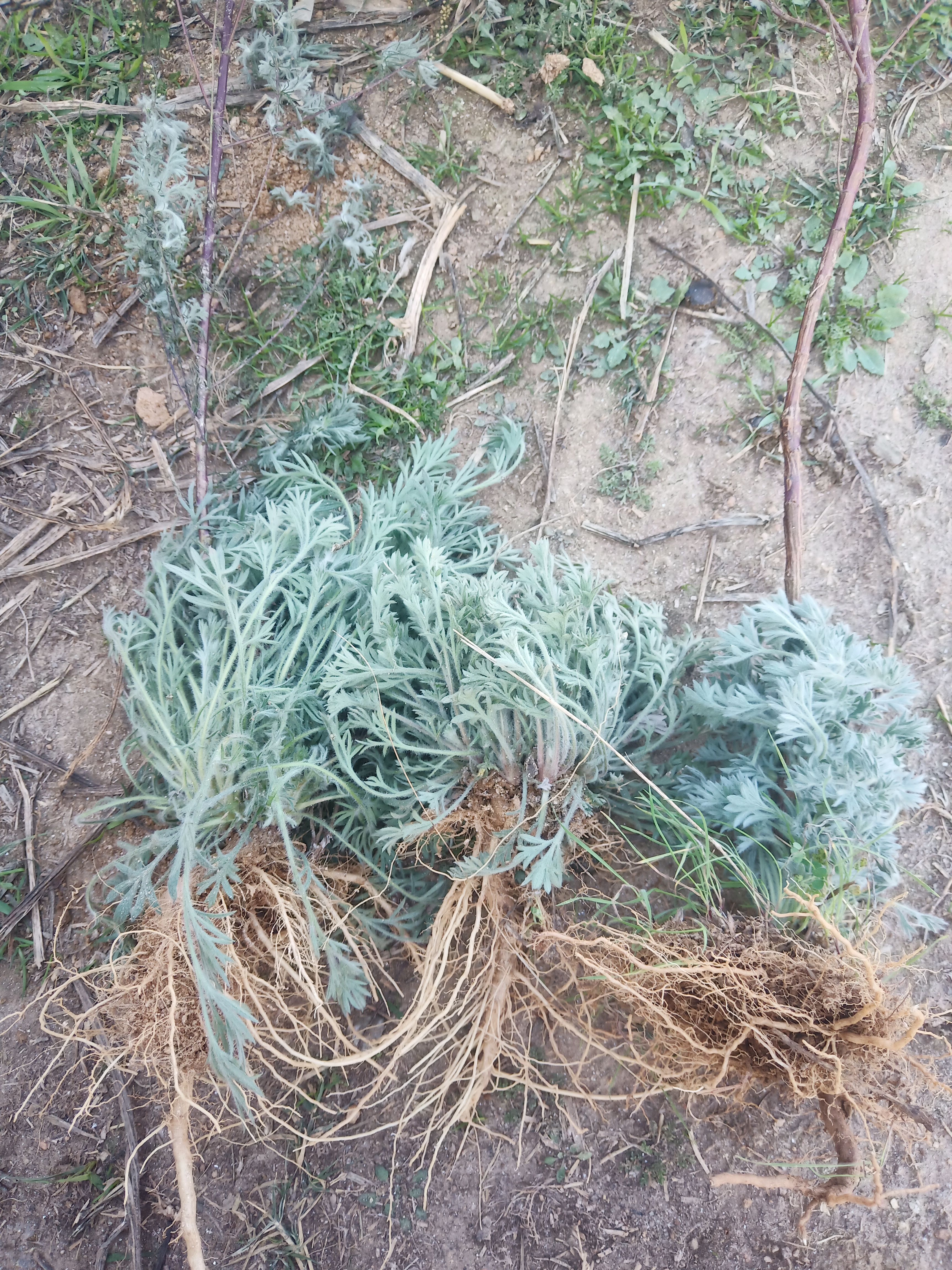 唐河县茵陈苗白毛蒿白蒿苗老根带新芽盆栽种植鲜活嫩苗