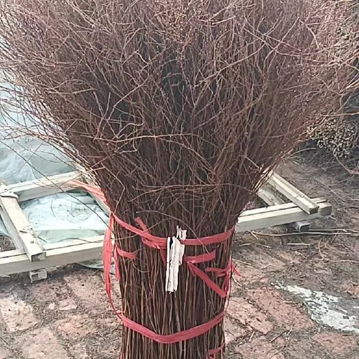 铁岭县雪柳干支，遇水开花。花满爆枝。