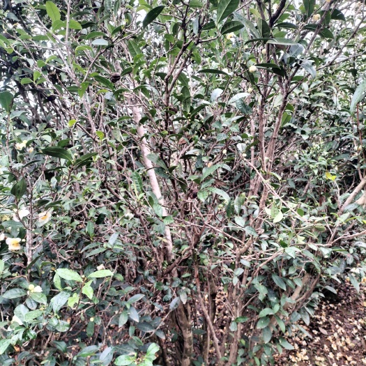 恭城县茶叶树