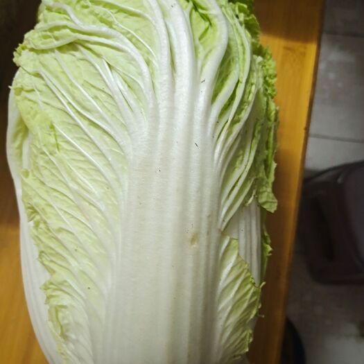 大白菜大量优惠批发中