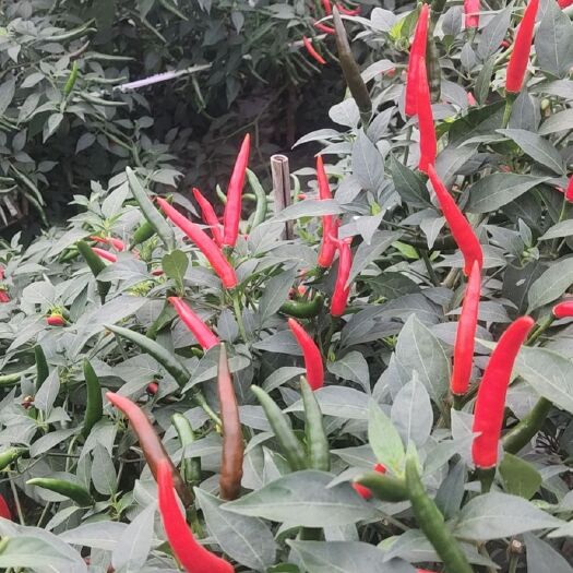 博白县产地指天椒，代收代发，欢迎各位老板考察