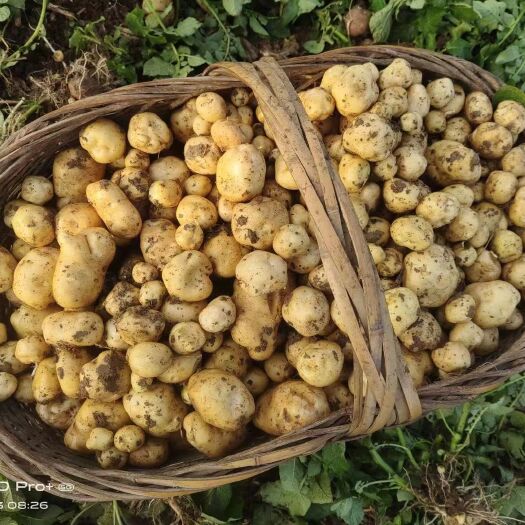 巴东县湖北恩施小土豆，迷你土豆1毛，5毛，1元硬币大小都有货。