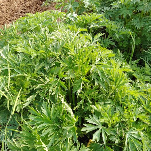 洛宁县益母草