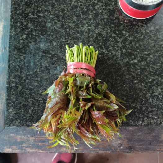 阳山县四季红油香椿芽