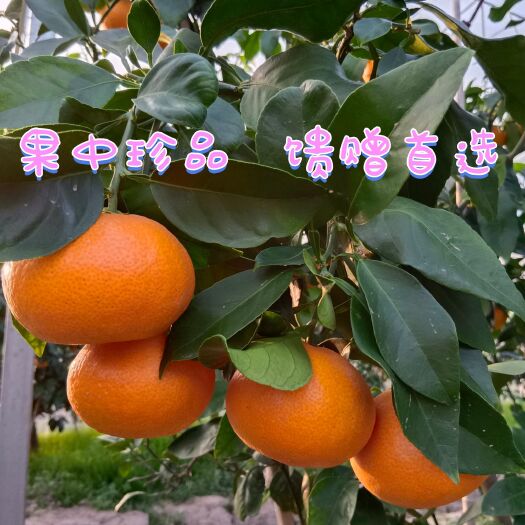 象山县象山大棚红美人礼盒12粒装