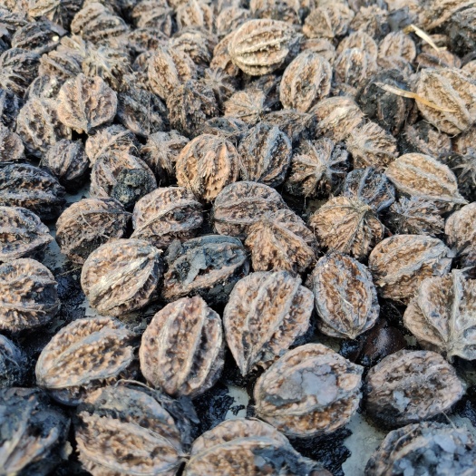 平利县陕西大刺文玩核桃原树种