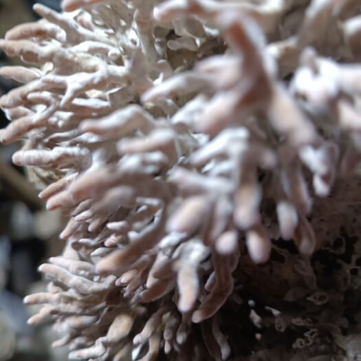 龍爪菇 鮮貨 人工種植 箱裝