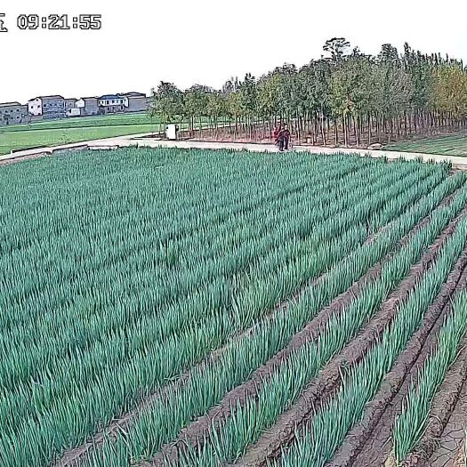 周口铁杆大葱