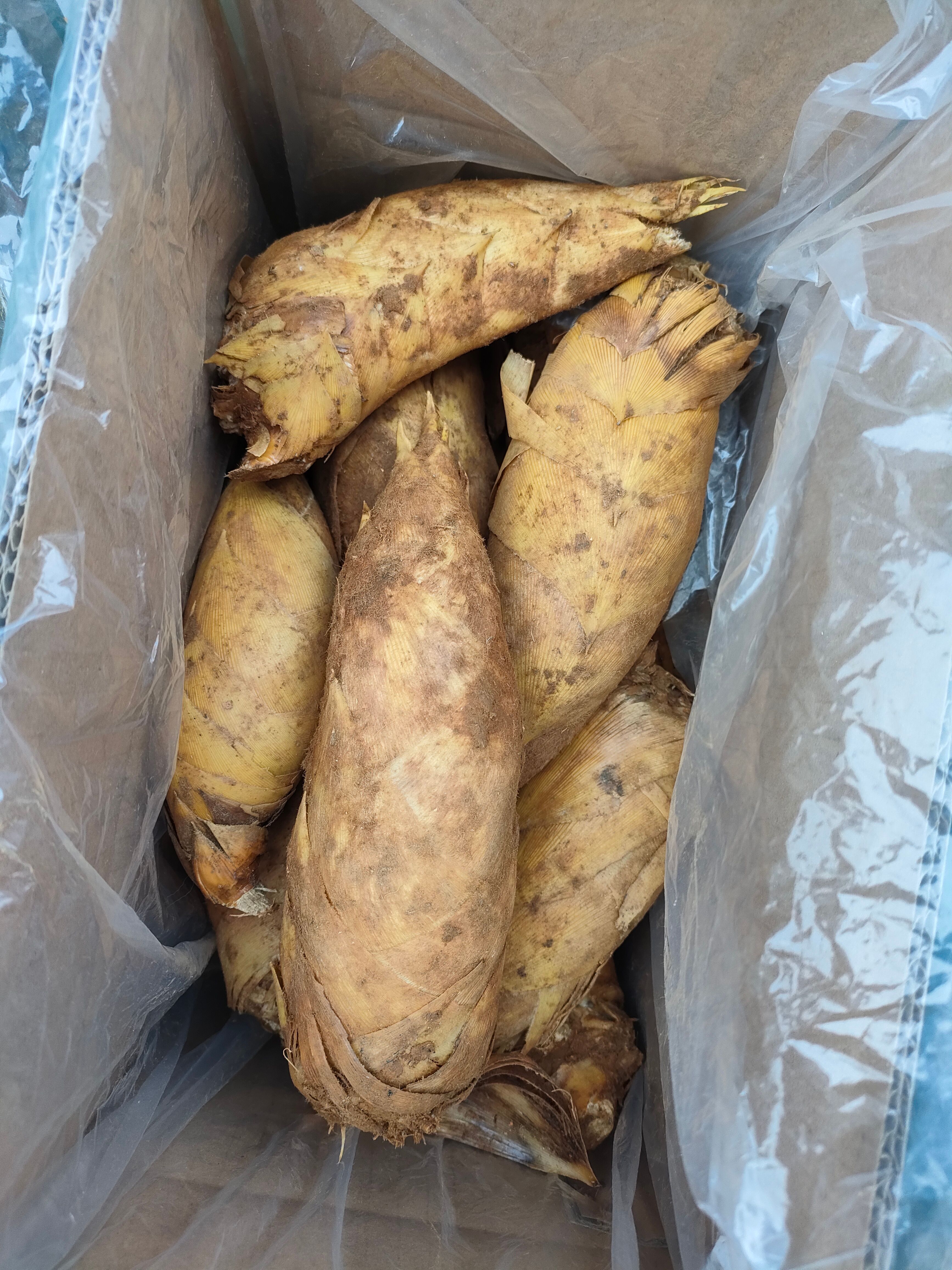 冬笋(2023年)  3两起 除根笋  一手货源 批发