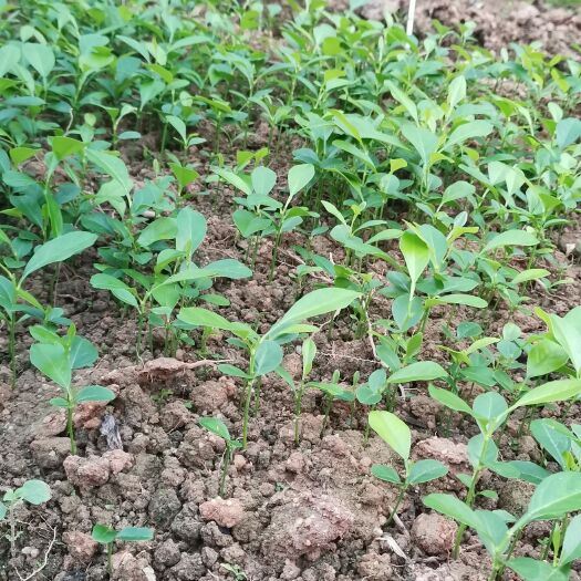 灵山县土柠檬芽苗奶苗红柠檬小苗