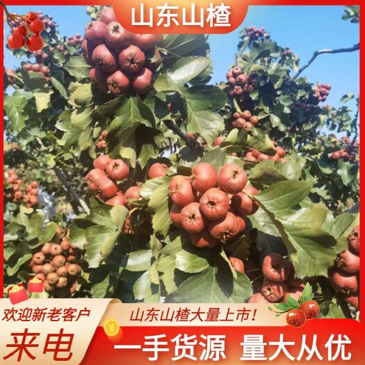 平邑县大金星山楂，原产地直发，商品果，质量保证，欢迎选购