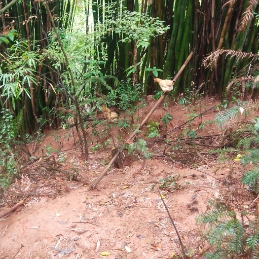 大山竹林散养土鸡，口感好，汤好喝