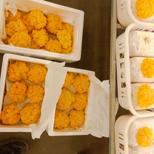 太康县金耳菌种