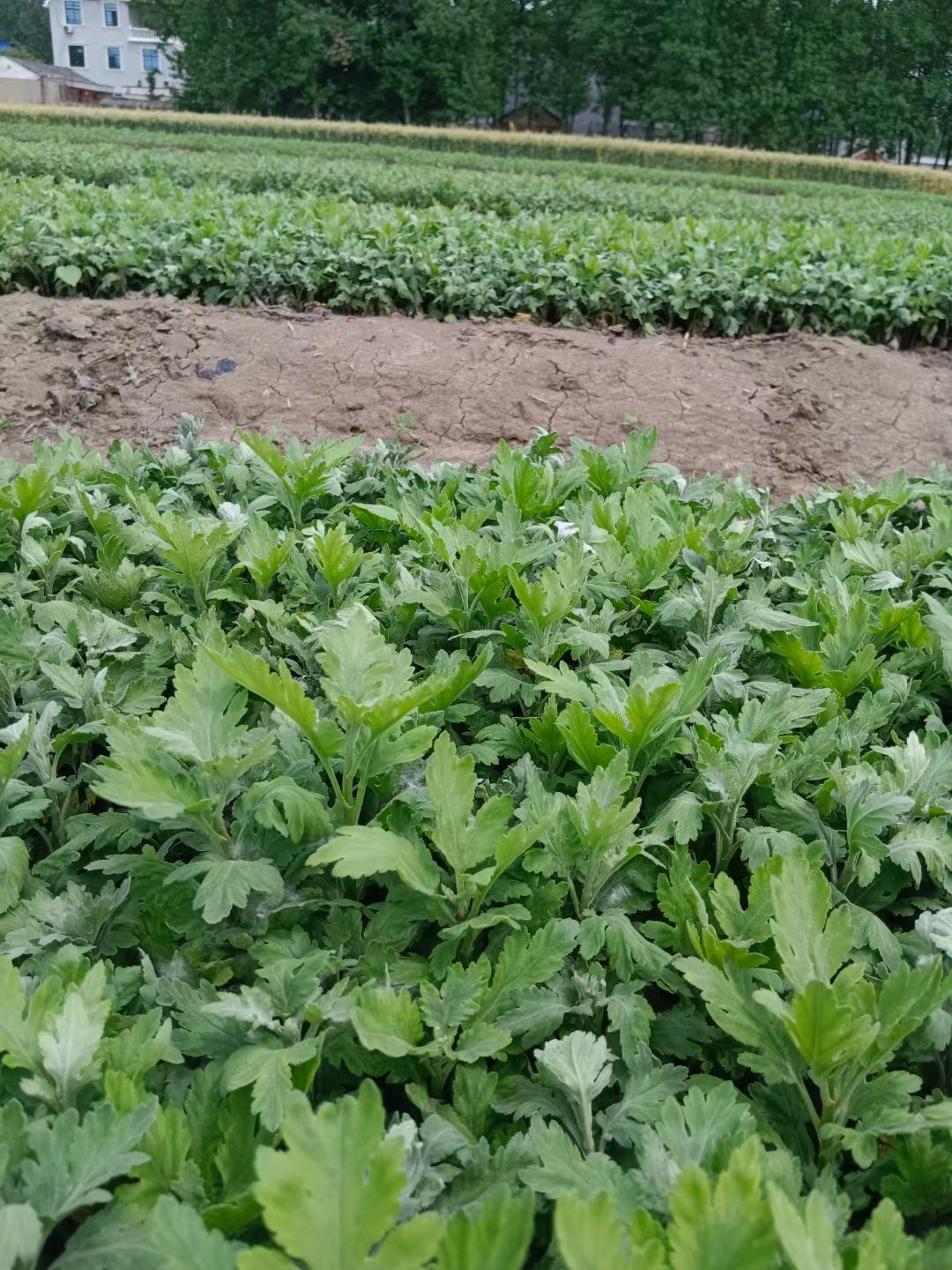 金丝皇菊苗、婺源皇菊苗、各种茶菊苗