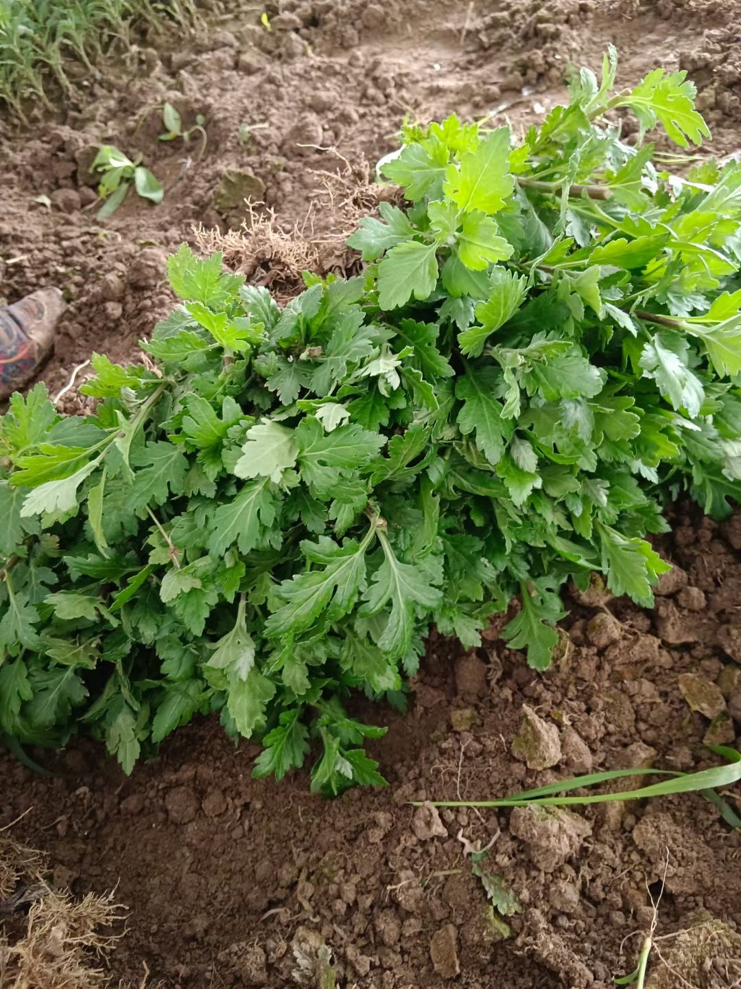 金丝皇菊苗、婺源皇菊苗、各种茶菊苗