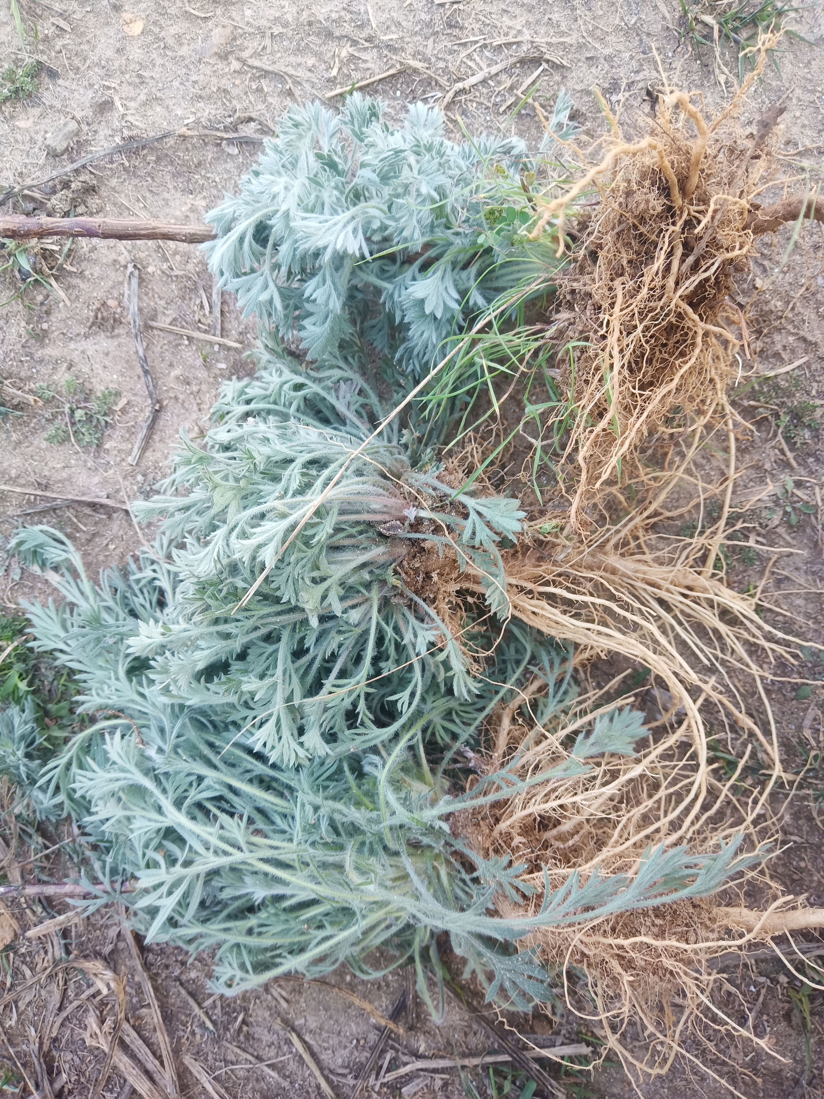 茵陈苗白毛蒿白蒿苗老根带新芽盆栽种植鲜活嫩苗