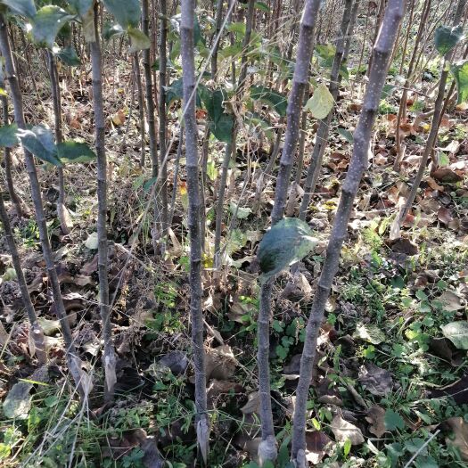 绛县苹果树苗，红富士苹果树苗，3公分苹果树，5公分苹果树。