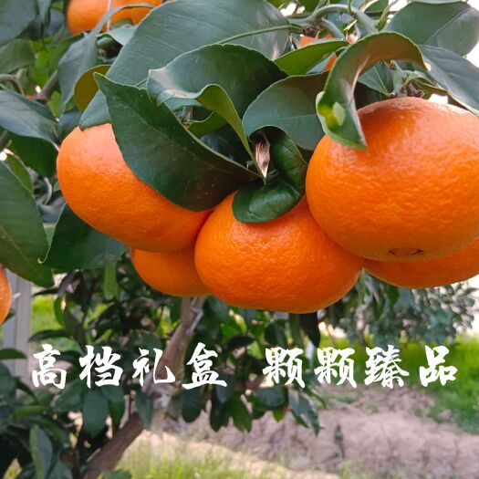 象山县象山大棚红美人礼盒10粒装