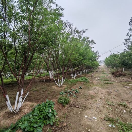 博野县精品丛生山桃，硕鸿园林绿化，景观绿化，