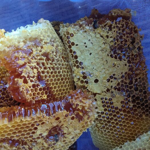 蜂蜜，土蜂蜜，百花蜜，