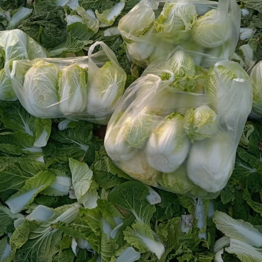 西华县新鲜娃娃菜，
